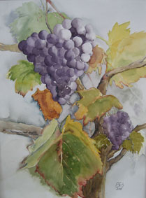 Aquarellbild Weinstock